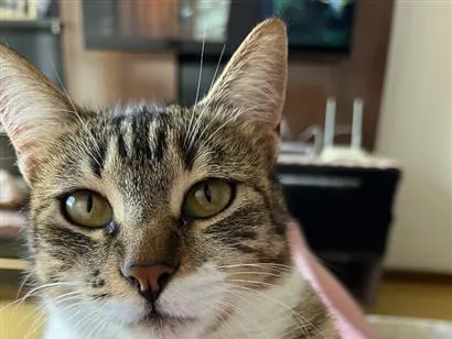 Gato raça SRD-ViraLata idade 1 ano nome Mel