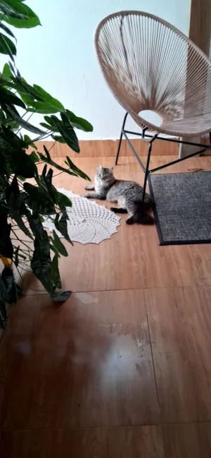 Gato raça Exótico idade 7 a 11 meses nome Zaya