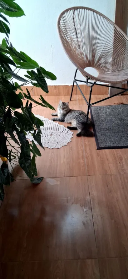 Gato raça Exótico idade 7 a 11 meses nome Zaya