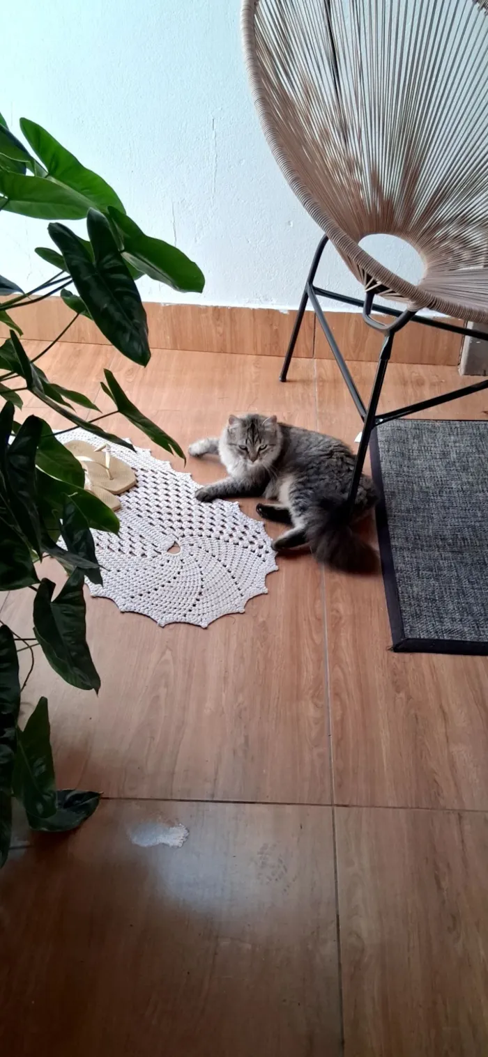 Gato raça Exótico idade 7 a 11 meses nome Zaya