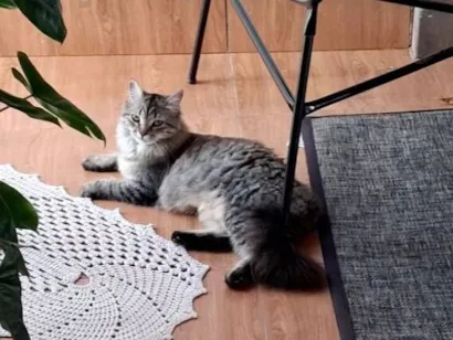 Gato raça Exótico idade 2 a 6 meses nome Zaya