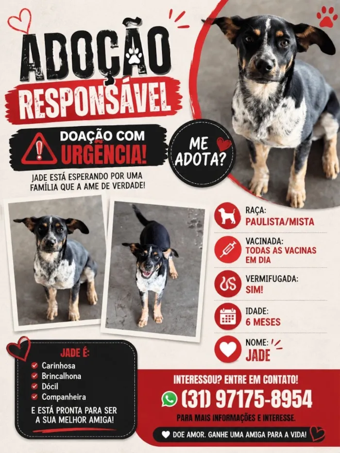 Cachorro raça SRD-ViraLata idade 2 a 6 meses nome Jade