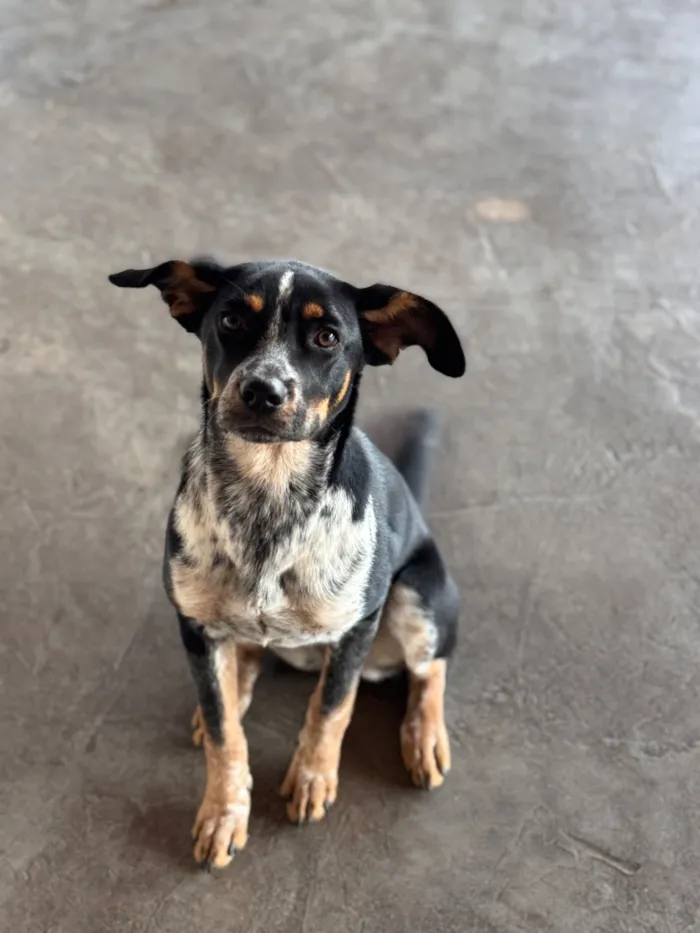 Cachorro raça SRD-ViraLata idade 2 a 6 meses nome Jade