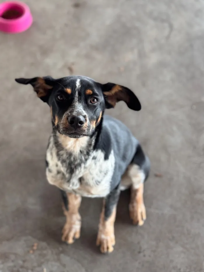 Cachorro raça SRD-ViraLata idade 2 a 6 meses nome Jade
