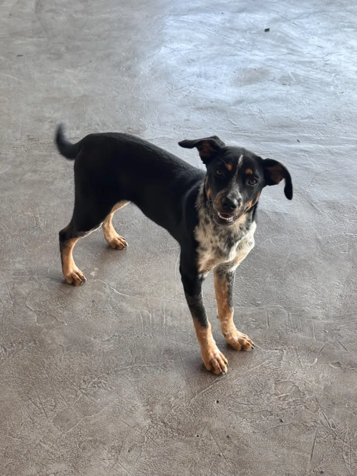 Cachorro raça SRD-ViraLata idade 2 a 6 meses nome Jade