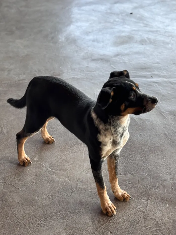 Cachorro raça SRD-ViraLata idade 2 a 6 meses nome Jade