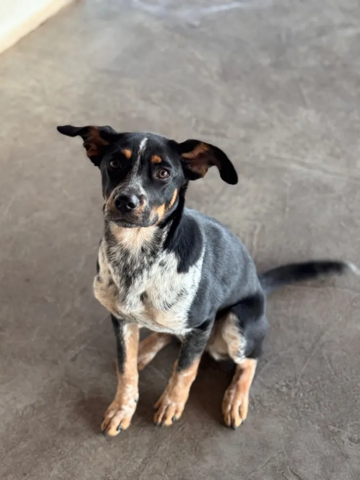 Cachorro raça SRD-ViraLata idade 2 a 6 meses nome Jade