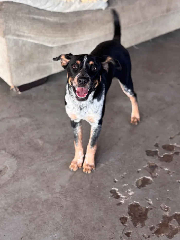Cachorro raça SRD-ViraLata idade 2 a 6 meses nome Jade