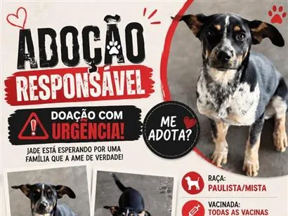 Cachorro raça SRD-ViraLata idade 2 a 6 meses nome Jade