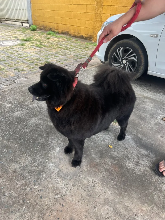 Cachorro raça SRD-ViraLata idade 4 anos nome Apólo 