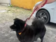 Apólo 
