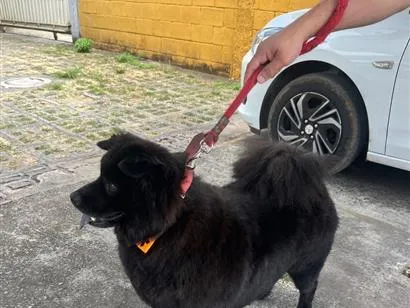 Cachorro raça SRD-ViraLata idade 4 anos nome Apólo 