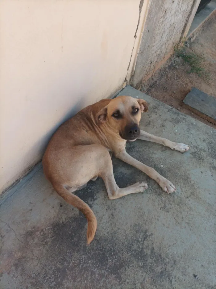 Cachorro raça SRD-ViraLata idade 3 anos nome Grandalhão