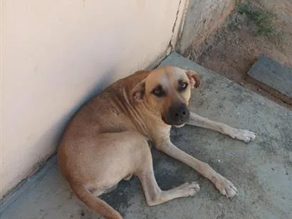 Cachorro raça SRD-ViraLata idade 3 anos nome Grandalhão
