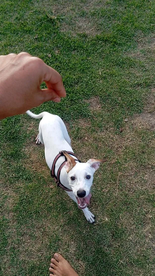 Cachorro raça SRD-ViraLata idade 7 a 11 meses nome Cookes