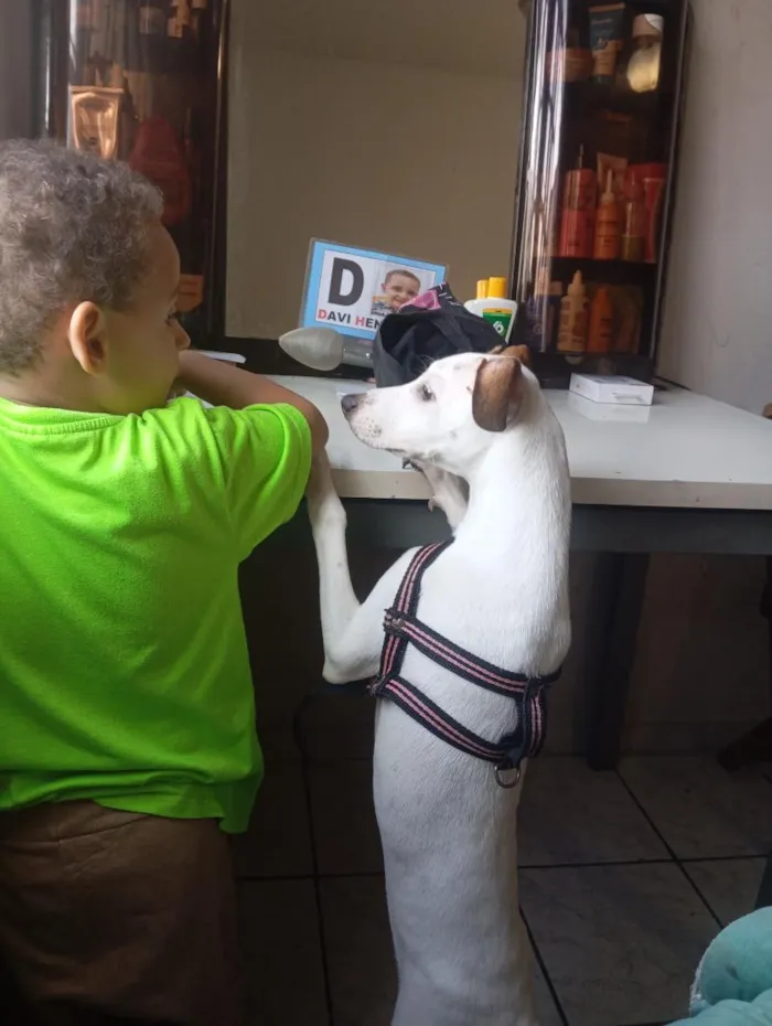 Cachorro raça SRD-ViraLata idade 7 a 11 meses nome Cookes