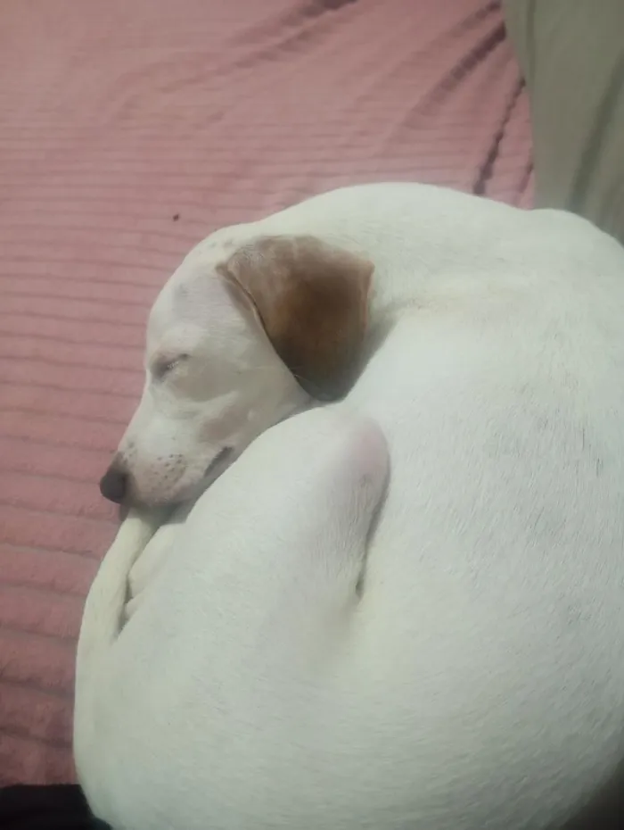 Cachorro raça SRD-ViraLata idade 7 a 11 meses nome Cookes