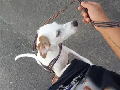 Cachorro raça SRD-ViraLata idade 7 a 11 meses nome Cookes
