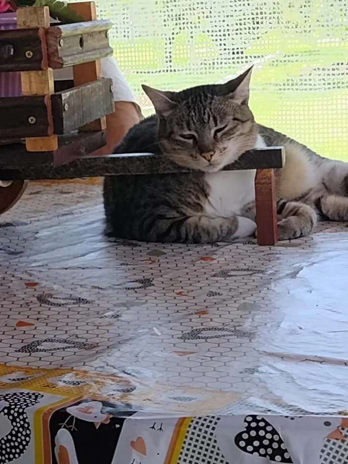 Gato raça SRD-ViraLata idade 6 ou mais anos nome sofy