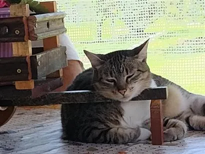 Gato raça SRD-ViraLata idade 6 ou mais anos nome sofy