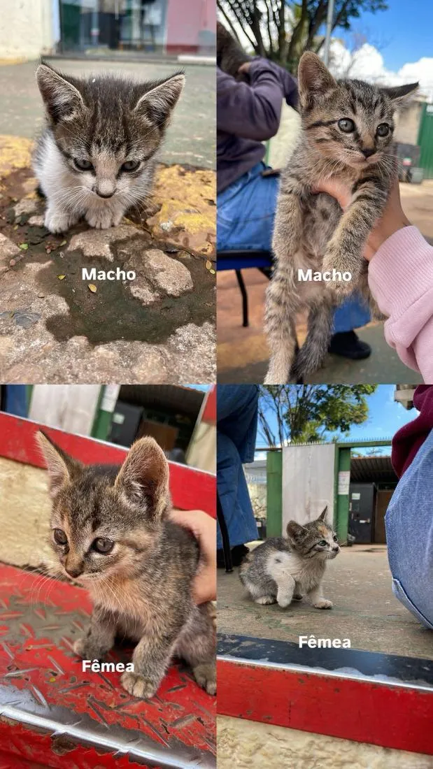 Gato raça SRD-ViraLata idade Abaixo de 2 meses nome NÃO TEM AINDA
