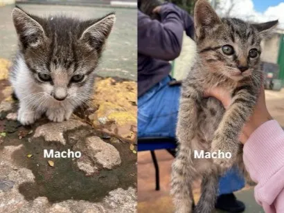 Gato raça SRD-ViraLata idade Abaixo de 2 meses nome NÃO TEM AINDA