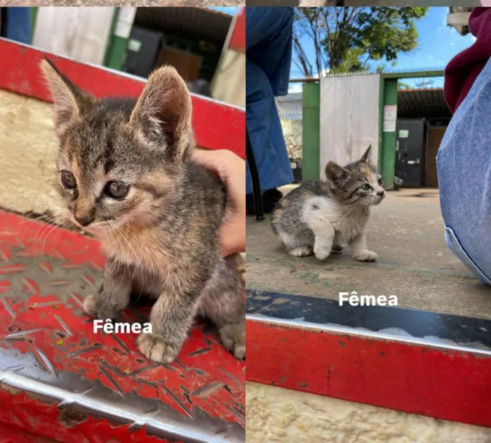 Gato raça SRD-ViraLata idade Abaixo de 2 meses nome NÃO TEM AINDA