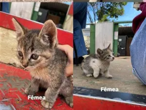 Gato raça SRD-ViraLata idade Abaixo de 2 meses nome NÃO TEM AINDA