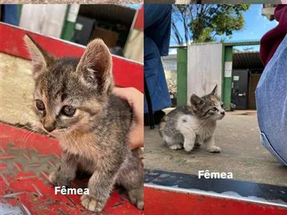 Gato raça SRD-ViraLata idade Abaixo de 2 meses nome NÃO TEM AINDA