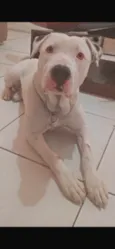 Foni 