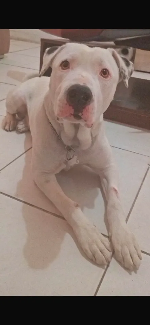 Cachorro raça Pit-Bull idade 1 ano nome Foni 