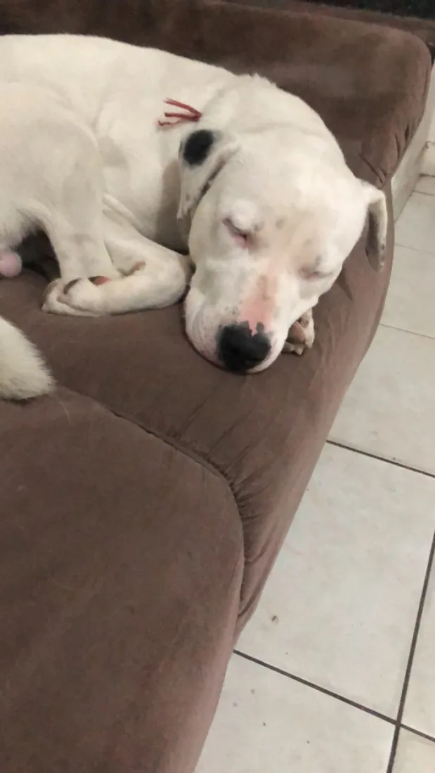 Cachorro raça Pit-Bull idade 1 ano nome Foni 