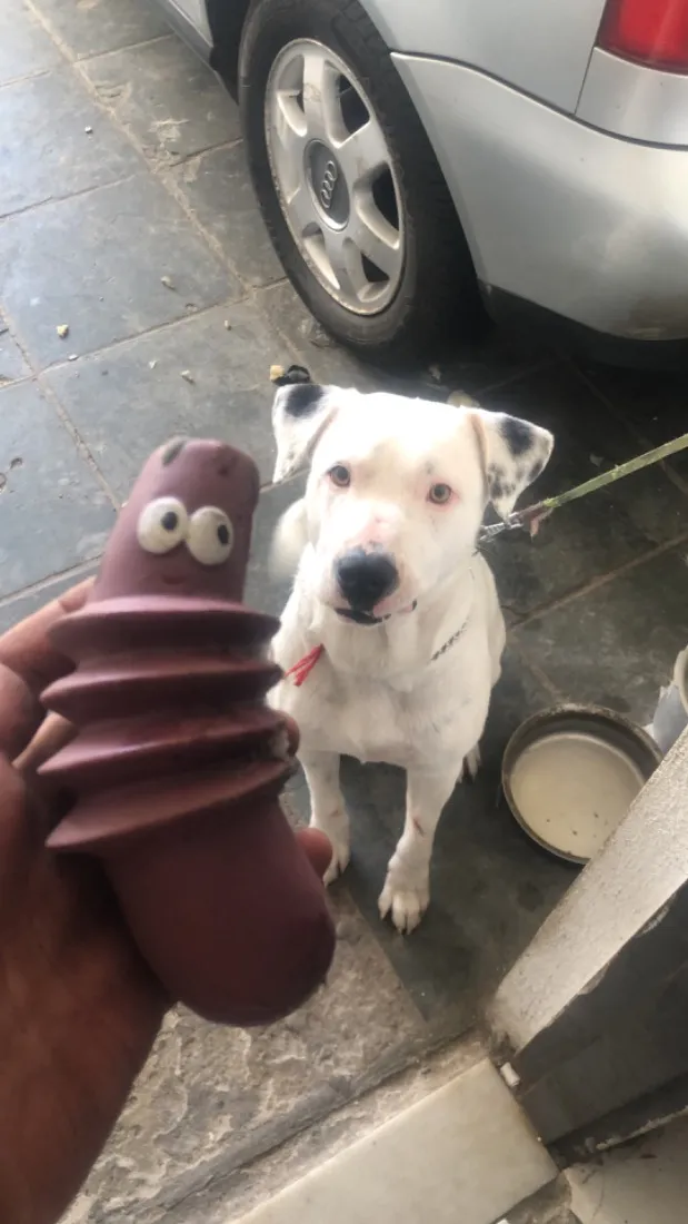 Cachorro raça Pit-Bull idade 1 ano nome Foni 