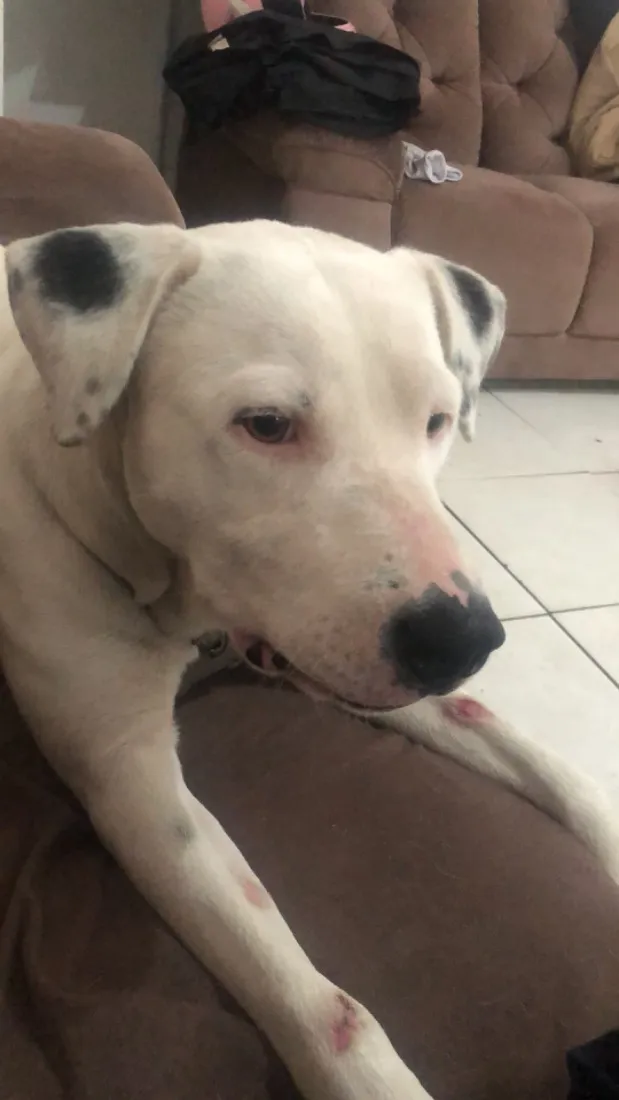 Cachorro raça Pit-Bull idade 1 ano nome Foni 