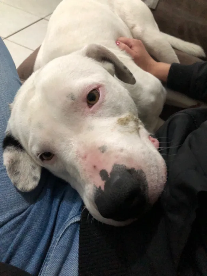 Cachorro raça Pit-Bull idade 1 ano nome Foni 