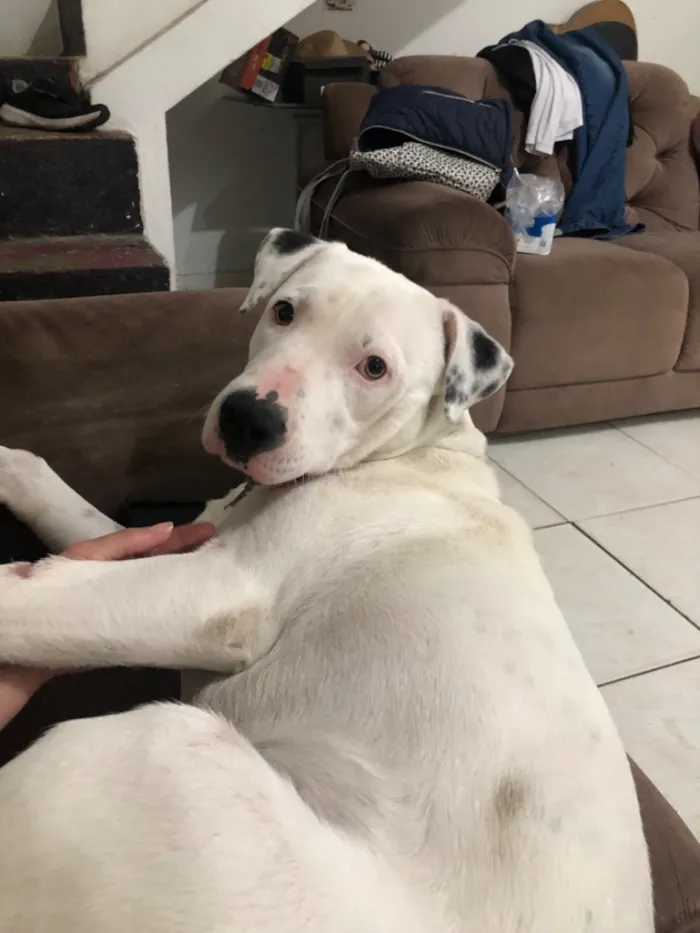 Cachorro raça Pit-Bull idade 1 ano nome Foni 