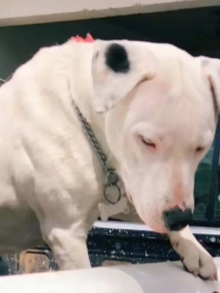 Cachorro raça Pit-Bull idade 1 ano nome Foni 