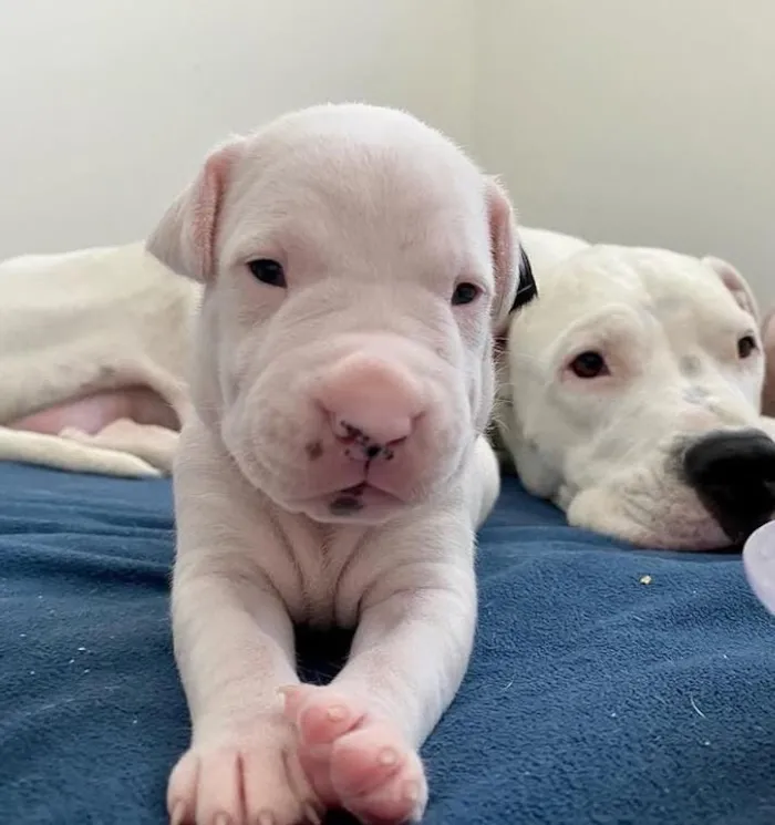 Cachorro raça Pit-Bull idade 1 ano nome Foni 