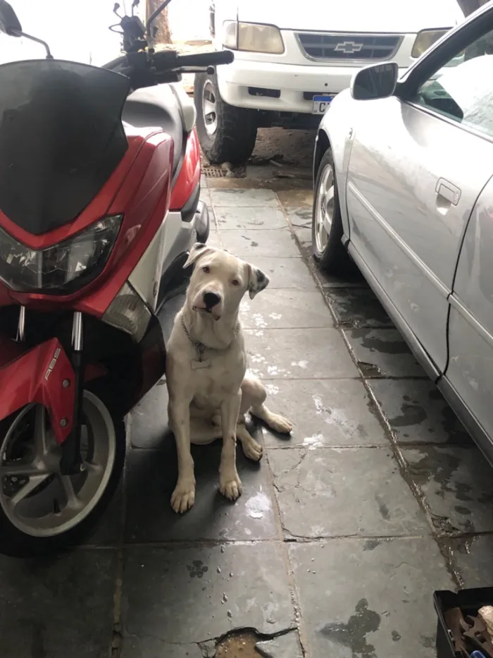 Cachorro raça Pit-Bull idade 1 ano nome Foni 