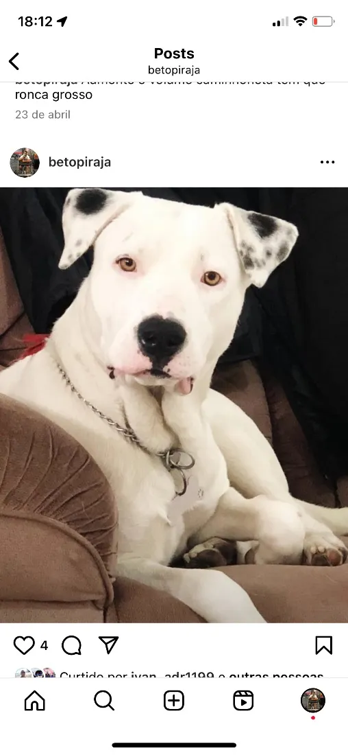 Cachorro raça Pit-Bull idade 1 ano nome Foni 
