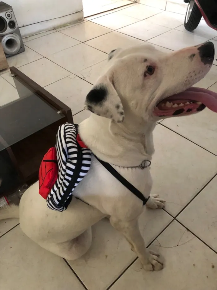 Cachorro raça Pit-Bull idade 1 ano nome Foni 