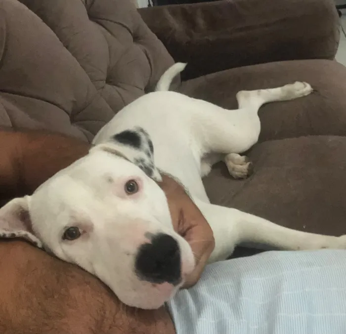 Cachorro raça Pit-Bull idade 1 ano nome Foni 
