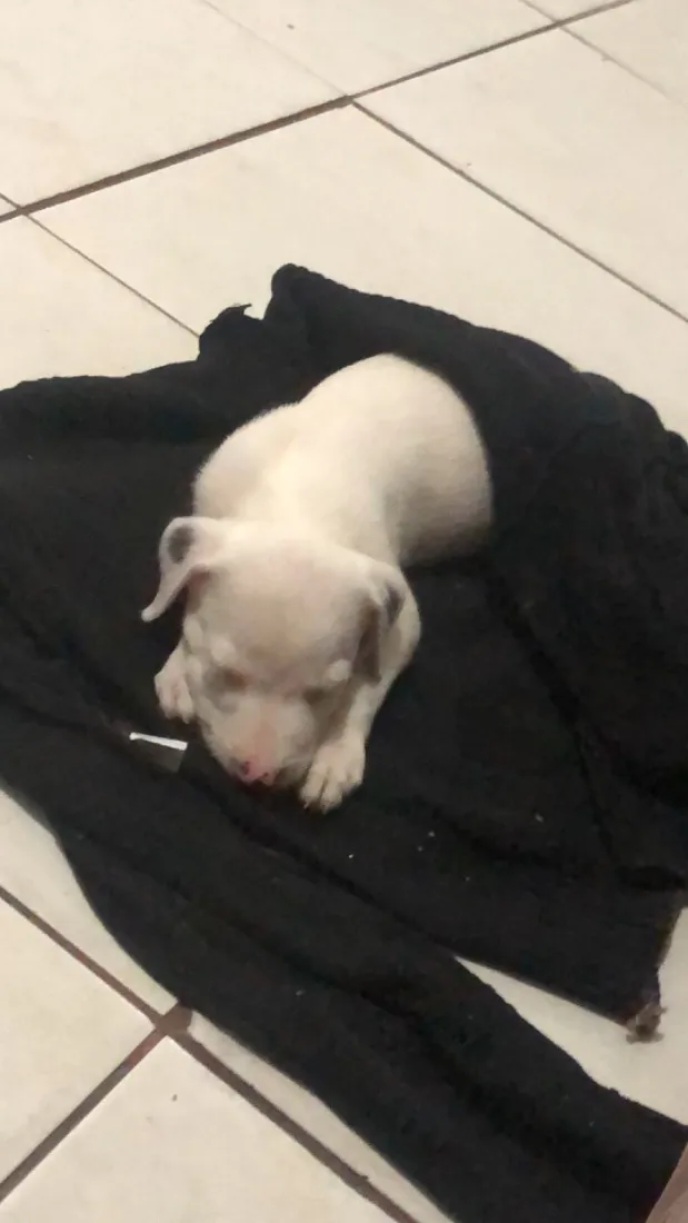 Cachorro raça Pit-Bull idade 1 ano nome Foni 