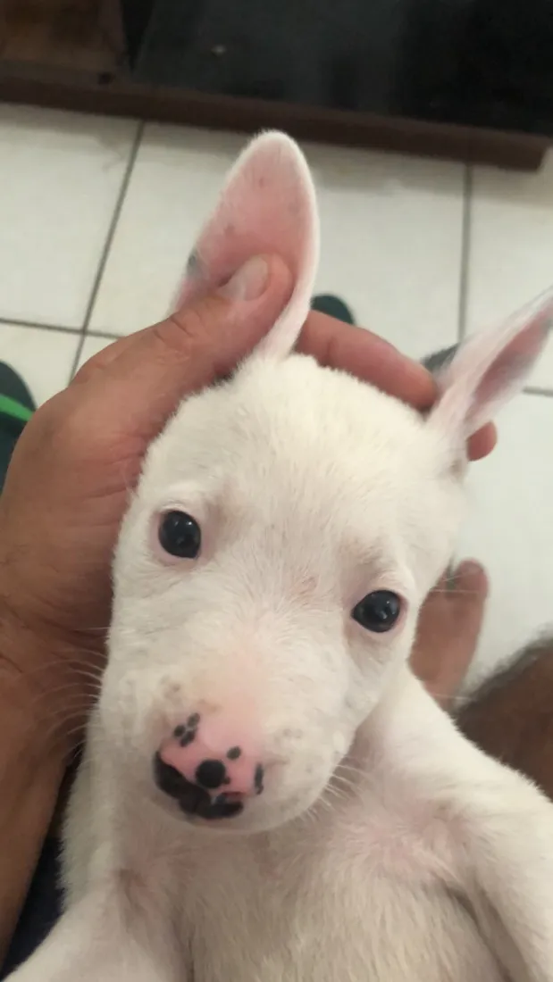 Cachorro raça Pit-Bull idade 1 ano nome Foni 