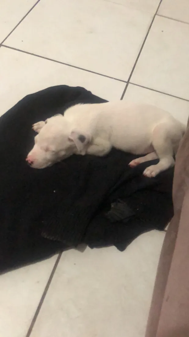 Cachorro raça Pit-Bull idade 1 ano nome Foni 