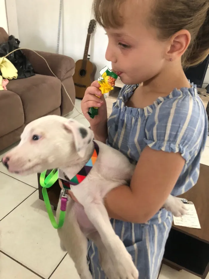 Cachorro raça Pit-Bull idade 1 ano nome Foni 
