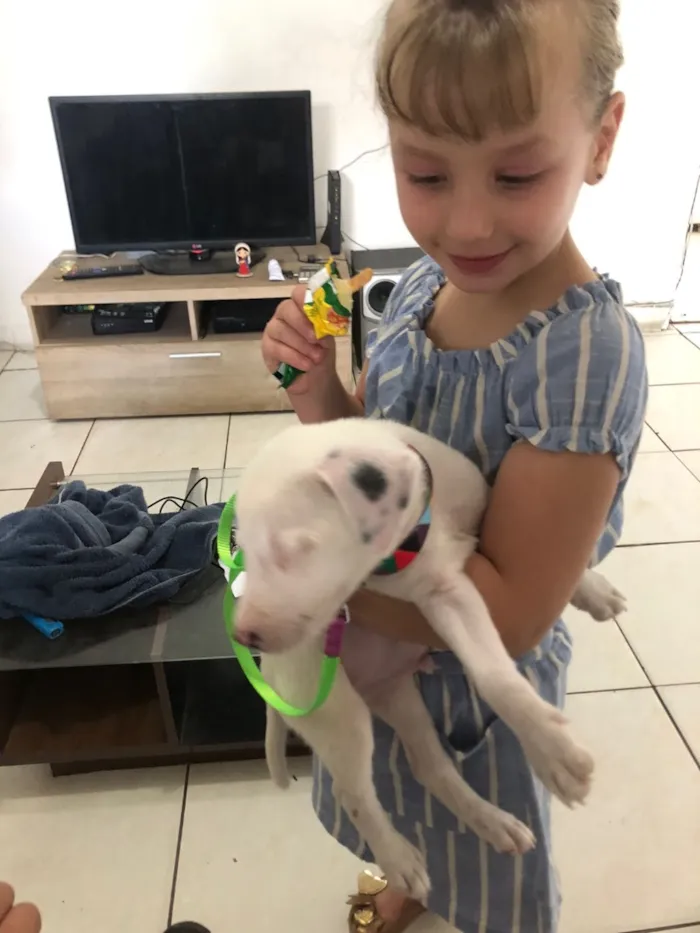 Cachorro raça Pit-Bull idade 1 ano nome Foni 