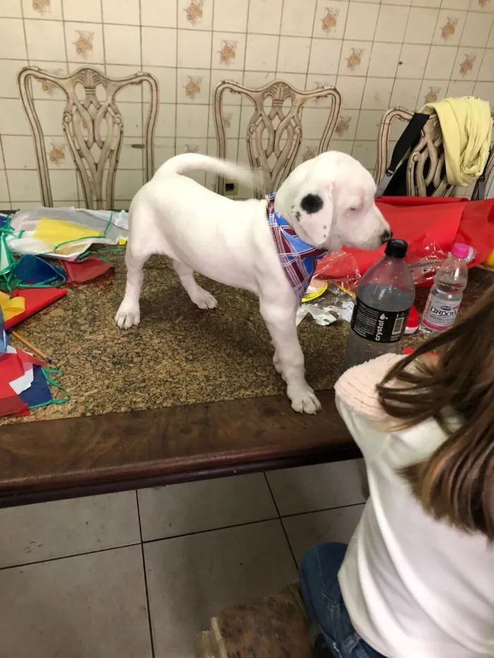 Cachorro raça Pit-Bull idade 1 ano nome Foni 