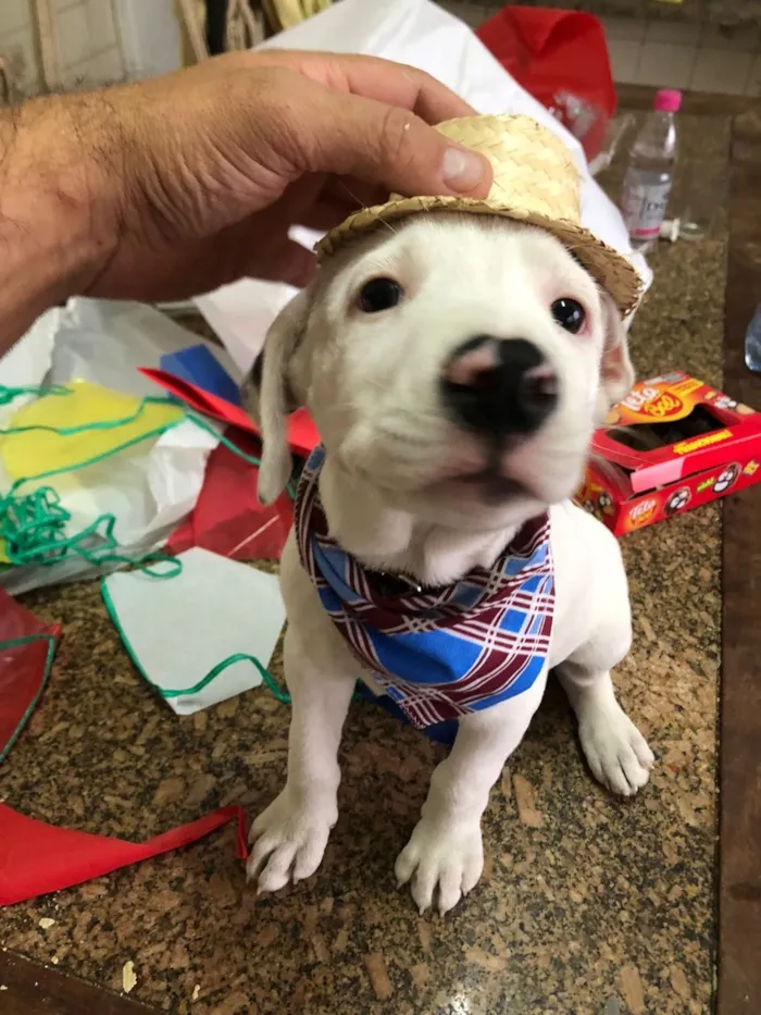Cachorro raça Pit-Bull idade 1 ano nome Foni 