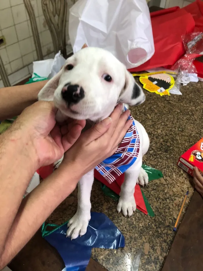 Cachorro raça Pit-Bull idade 1 ano nome Foni 